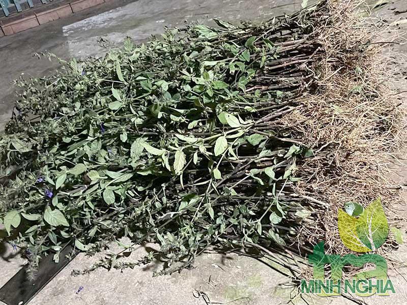 Cách sử dụng nhân trần để chữa bệnh