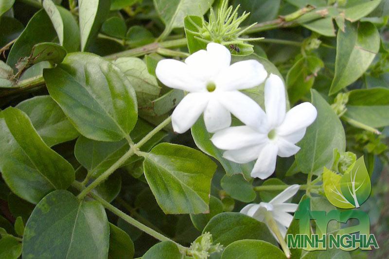 Chè Vằng có vị gì? Uống chè vằng có tốt không, có hại không? 