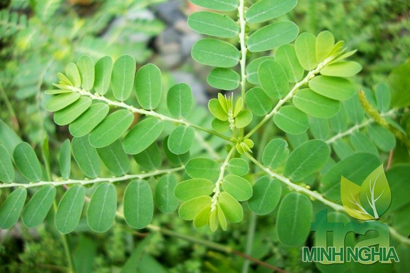 Chữa bệnh gan bằng cây Chó Đẻ Răng Cưa (Diệp Hạ Châu)