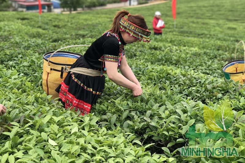 Chè Việt Nam đứng ở đâu tại các thị trường lớn trên thế giới? 