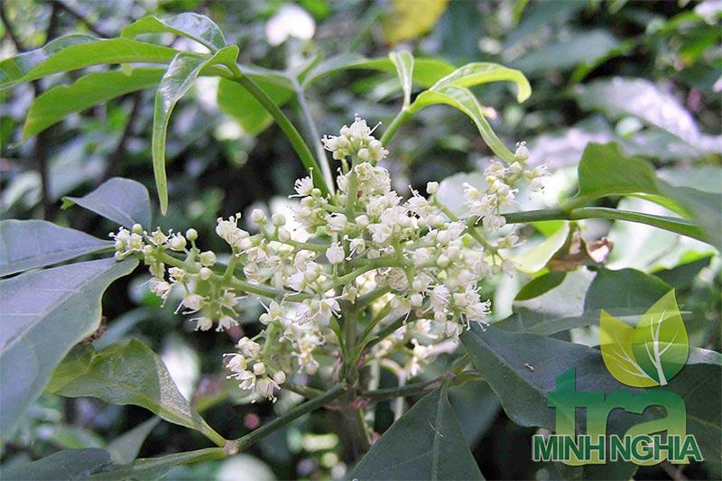 Chè Đắng là gì? Chè Đắng có tác dụng gì?