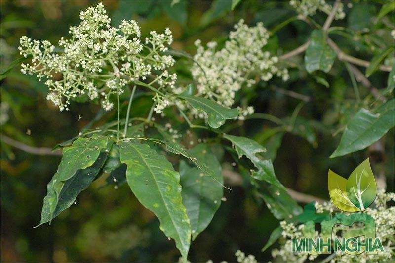 Hình ảnh hoa và lá cây chè đắng