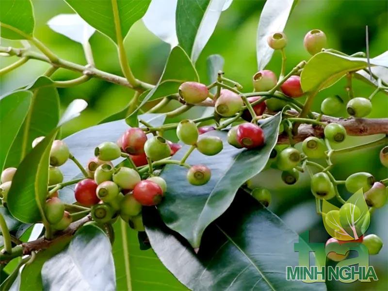 Cây vối có tác dụng gì và cách sử dụng các bộ phận để chữa bênh thế nào?