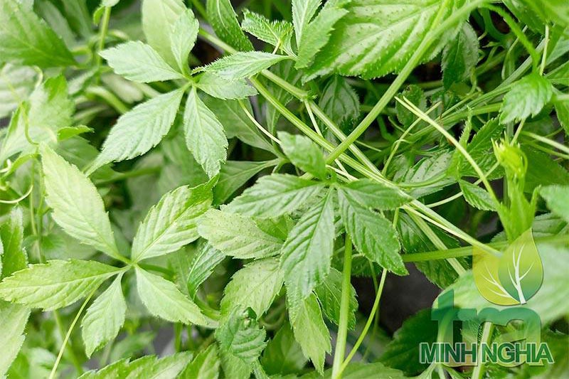 Những đặc điểm giúp nhận biết giảo cổ lam thật