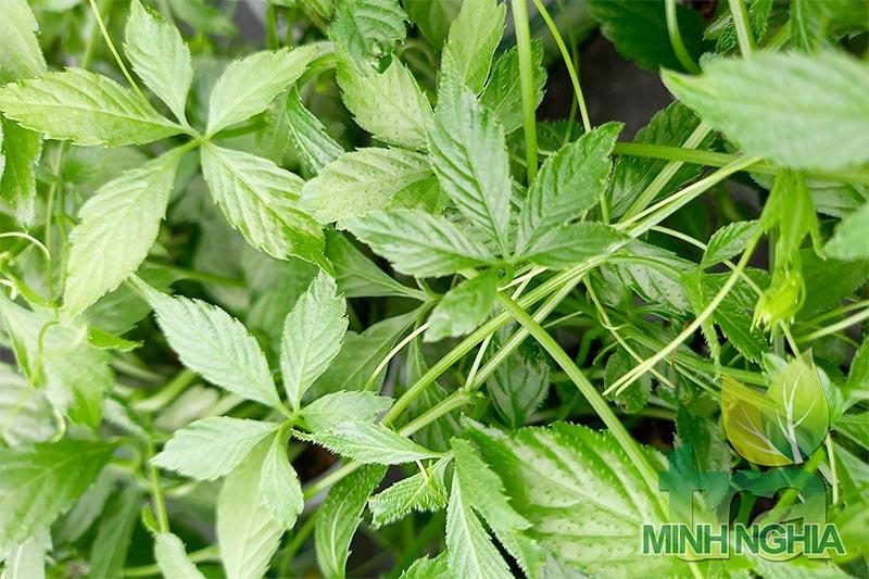 Giảo cổ lam cứu cánh cho nhưng người bị mất ngủ, khó ngủ