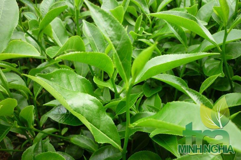 6 loại chè đặc sản ngon nhất ở Thái Nguyên mà bạn nên thử