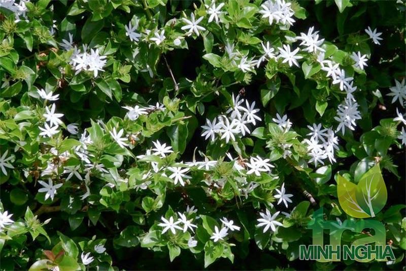Chè vằng là gì, chè vằng có tác dụng gì, chè vằng uống có tốt không?
