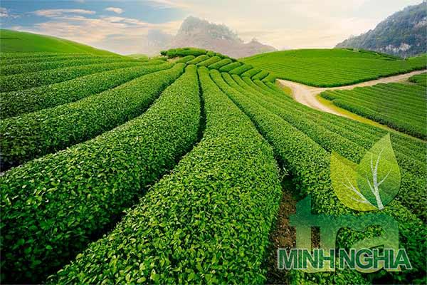 Cùng VTV khám phá vùng chè nổi tiếng Tân Cương ,Thái Nguyên