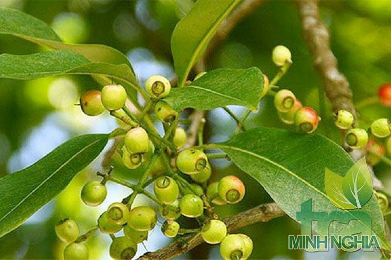 Một loại lá mang tên Vối có thể giúp ăn ngon và chống gout