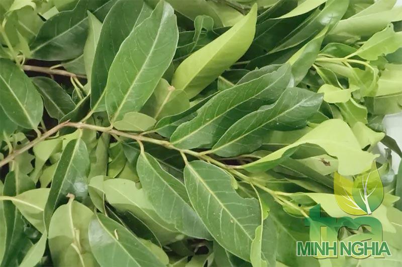 Lá vối là lá gì, lá vối có tác dụng gì?