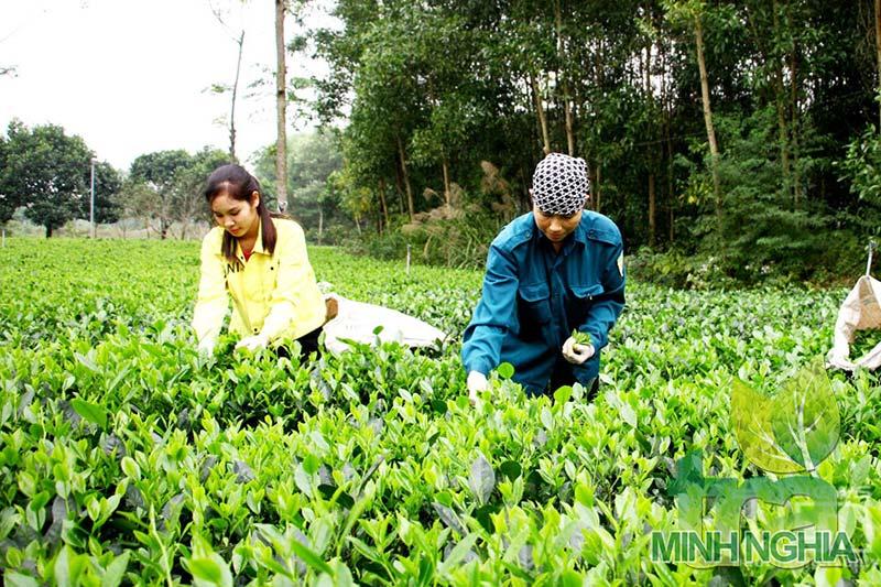 Thái Nguyên mơn mởn vụ chè xuân