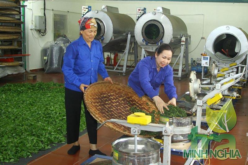 Đa dạng hóa, nâng tầm sản phẩm từ cây chè Thái Nguyên