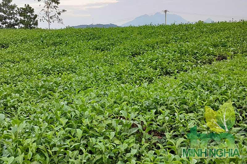 Cây chè Camellia Sinensis có công dụng gì?