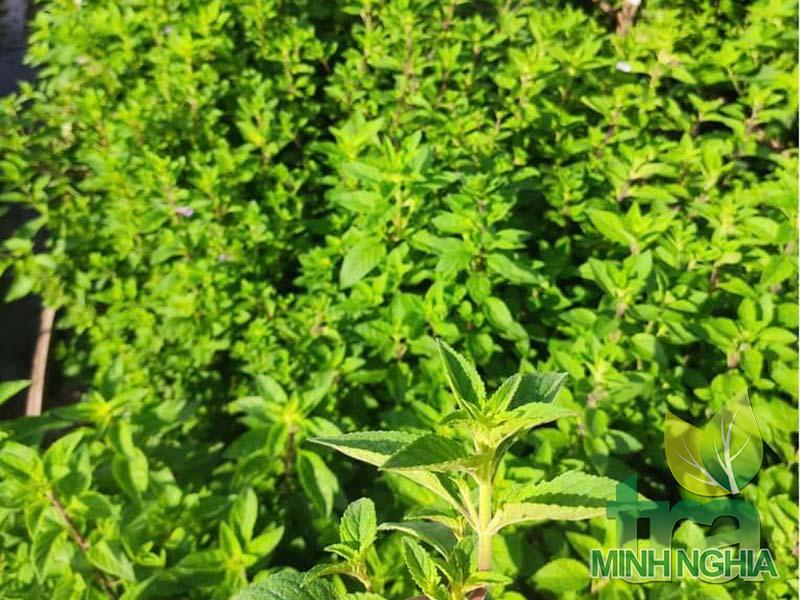 Nhân trần loại cây rất thường nhưng lại có nhiều tác dụng hữu ích