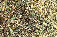 Bí quyết lựa chọn sản phẩm trà Sơn Mật Hồng Sâm chuẩn chất lượng