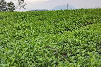 Cây chè Camellia Sinensis có công dụng gì?