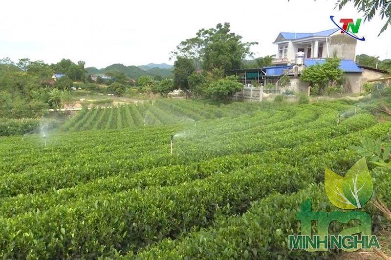 Cơ hội đẩy mạnh ứng dụng công nghệ trong sản xuất chế biến chè