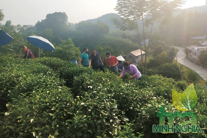 Vùng chè Khe Cốc Phú Lương