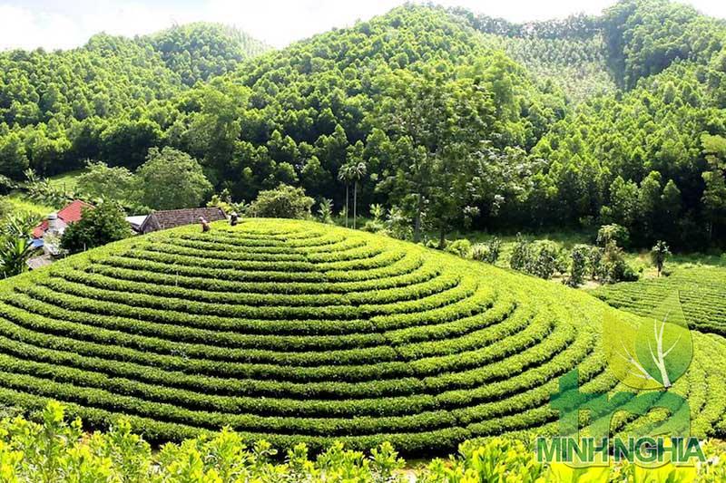 Thái Nguyên Đệ Nhất Danh Trà nơi hội tụ của các vùng chè nổi tiếng