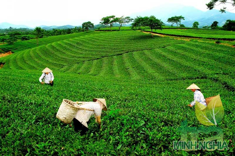 Vùng chè Trại Cài Đồng Hỷ