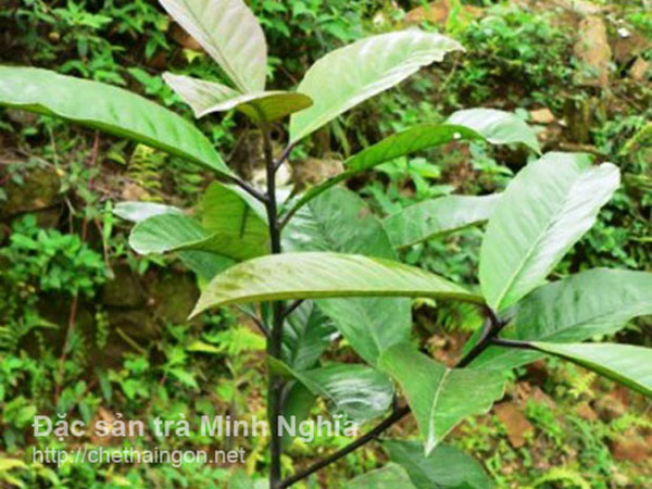 Cây chè đắng