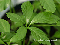 Cây giảo cổ lam