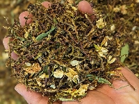 Các thành phần trong trà sơn mật hồng sâm