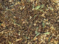 Các thành phần trong trà sơn mật hồng sâm