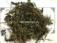 Trà giảo cổ lam