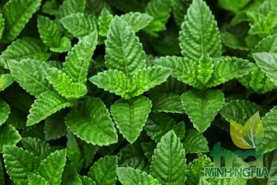 Lương phấn thảo có vị ngọt, tính mát có tác dụng thanh nhiệt, giải độc cơ thể