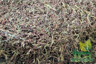 Trà dây một trong những thành phần của trà sơn mật hồng sâm