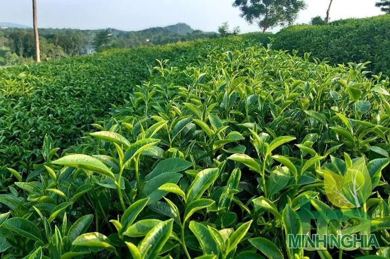 Chè Phúc Vân Tiên giống chè lai Trung Hoa