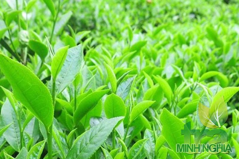 Chè Kim Tuyên giống chè của Đài Loan