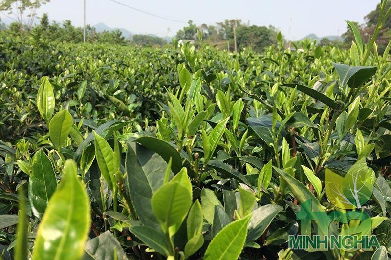 Chè cành 777 giống chè năng xuất cao