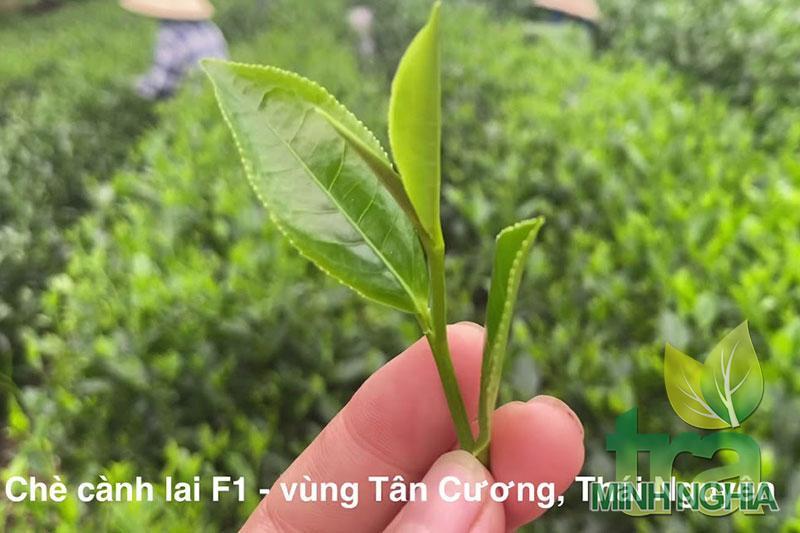 Giống chè Cành Lai ở Thái Nguyên