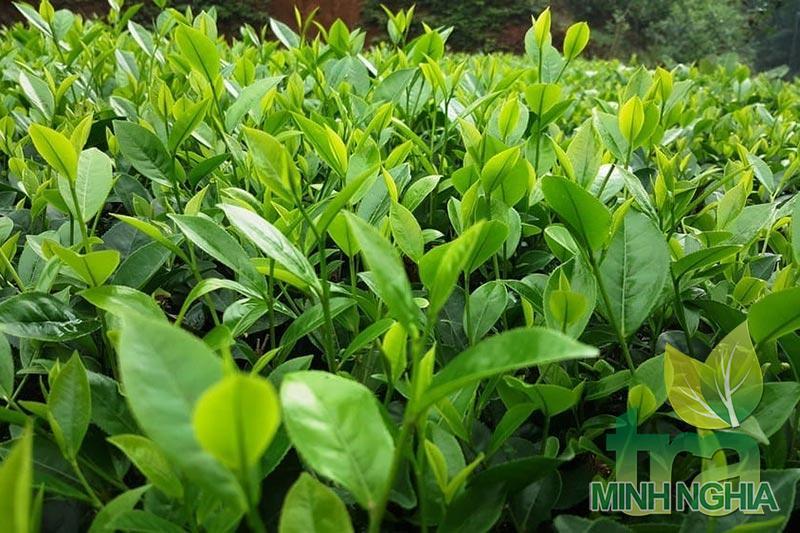 Chè Bát Tiên gióng chè Đài Loan