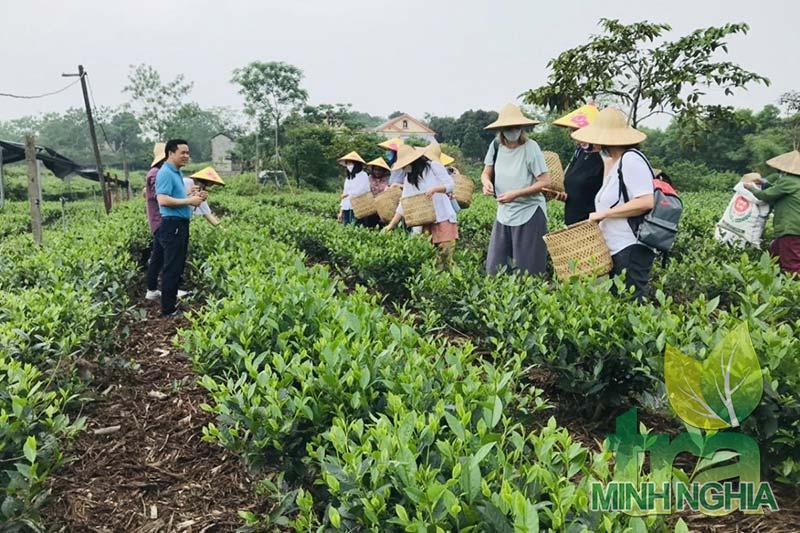 Du khách thích thú với trải nghiệm tự tay hái chè