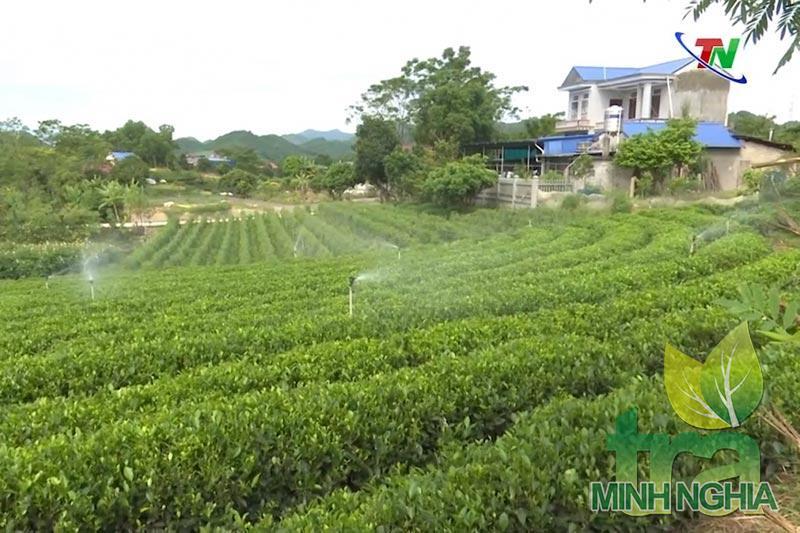 Cây chè là cây trồng chủ lực và cây làm giàu của bà con nhân dân vùng chè Thái Nguyên