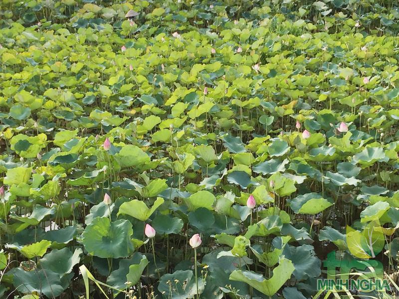 hình ảnh một đầm sen ở vùng quê