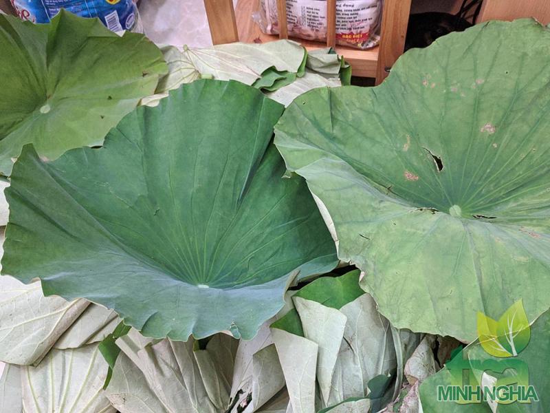 Lá sen non và bánh tẻ được thu hoạch để làm trà lá sen
